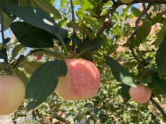 嘎啦苹果摘袋后返绿，咋回事？