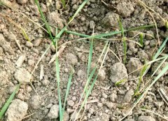 <b>不花一分钱，就能判断土壤肥力和酸碱性，这个</b>