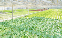 摸清发病原因，巧管越夏蔬菜