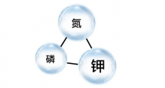 氮磷钾过量使用，结果也很可怕