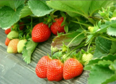 大棚草莓各阶段的施肥技巧！冬季草莓高