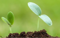 微生物菌剂的防病抗逆作用